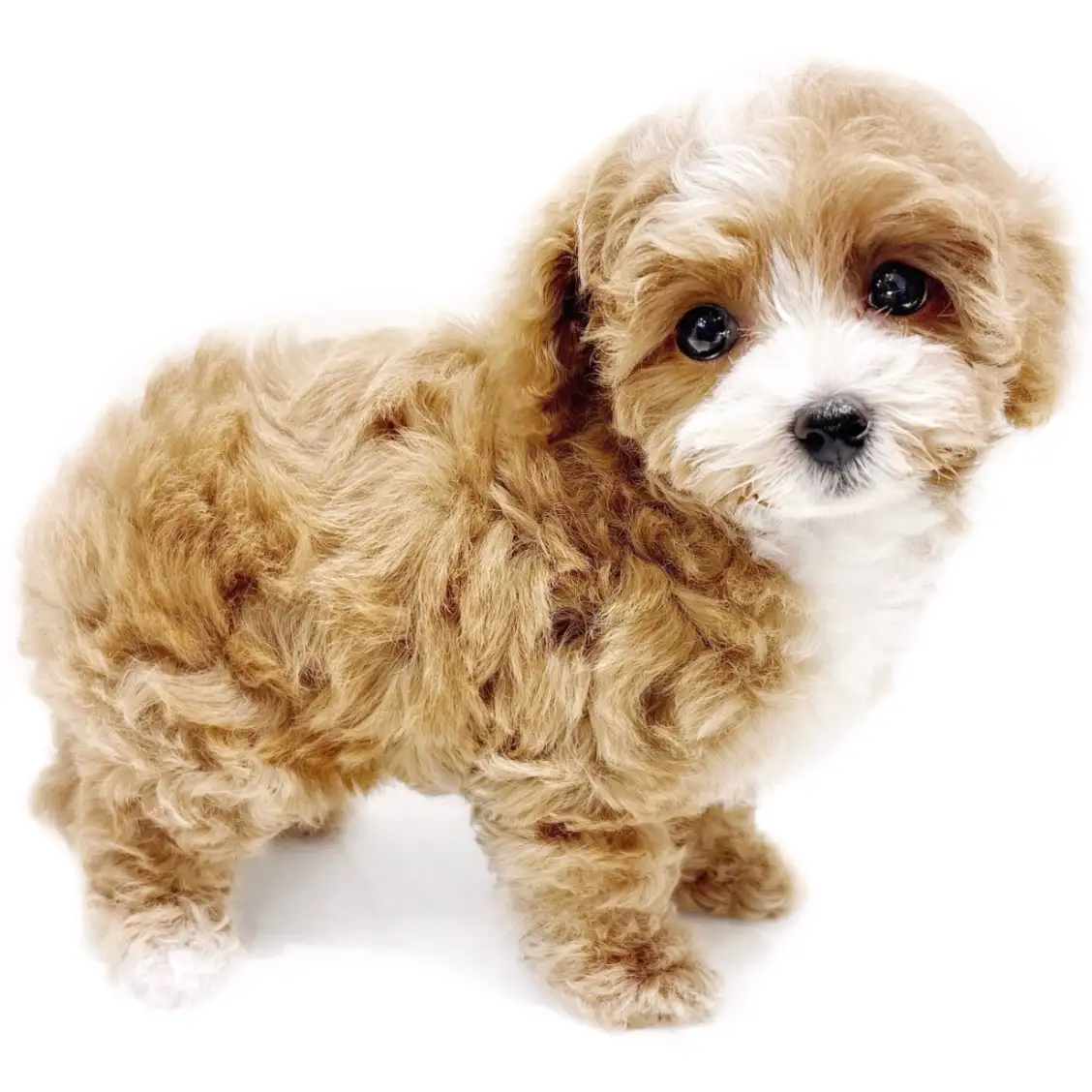 MIX（トイプードル×マルチーズ）