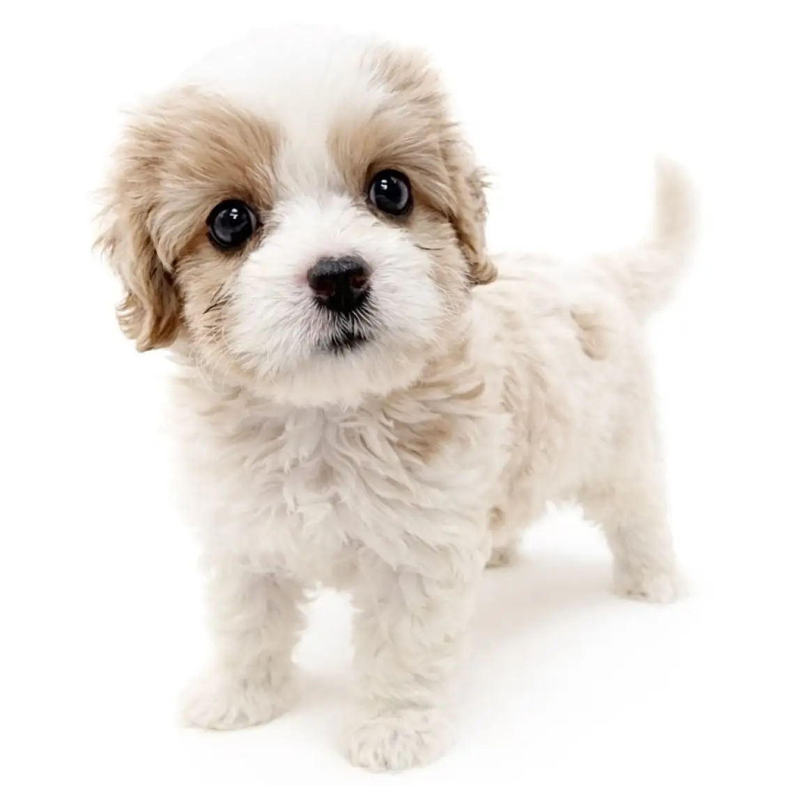 MIX（キャバリアキングチャールズスパニエル×ビションフリーゼ）