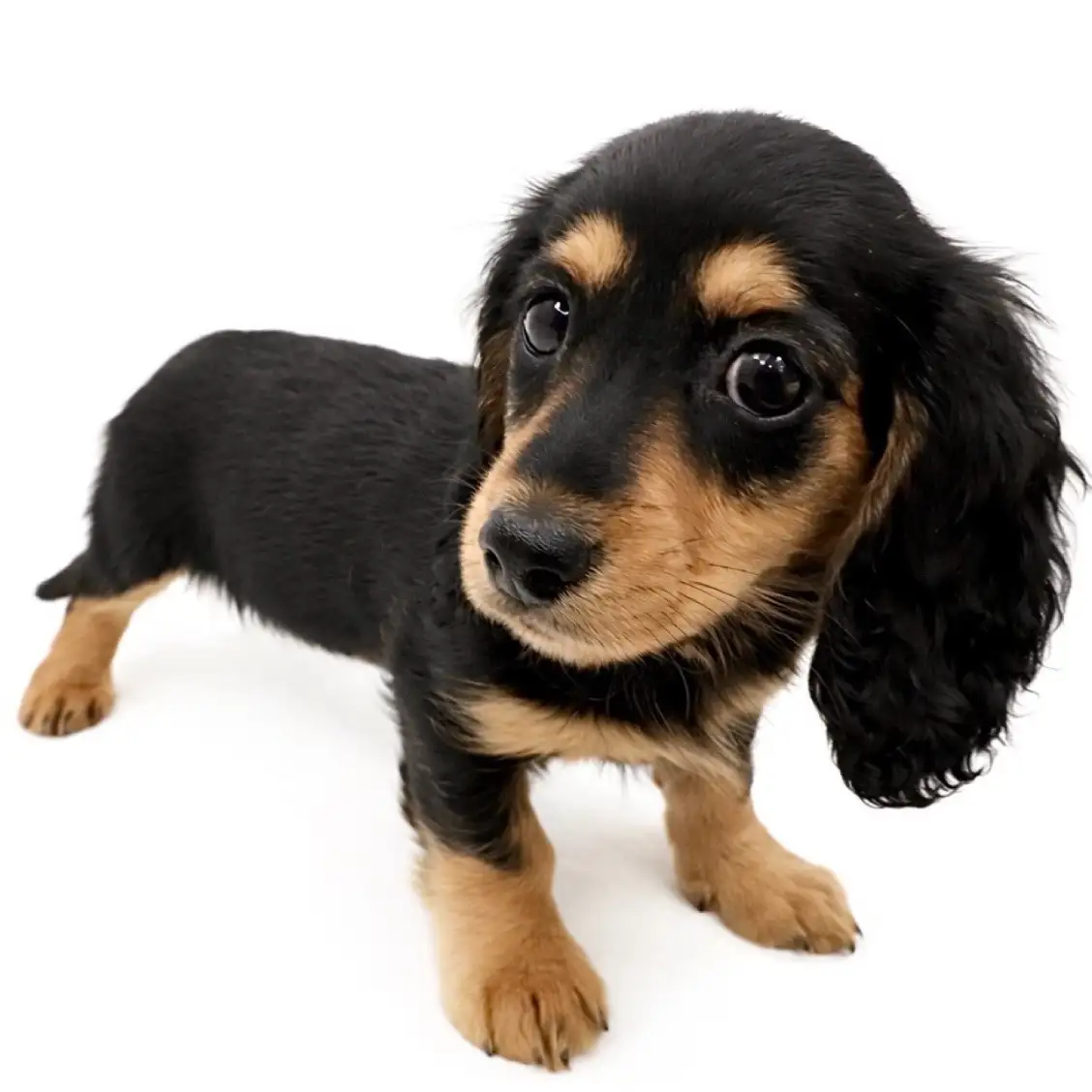 ミニチュア・ダックスフント