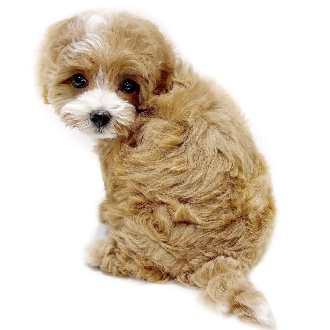 MIX（トイプードル×マルチーズ）