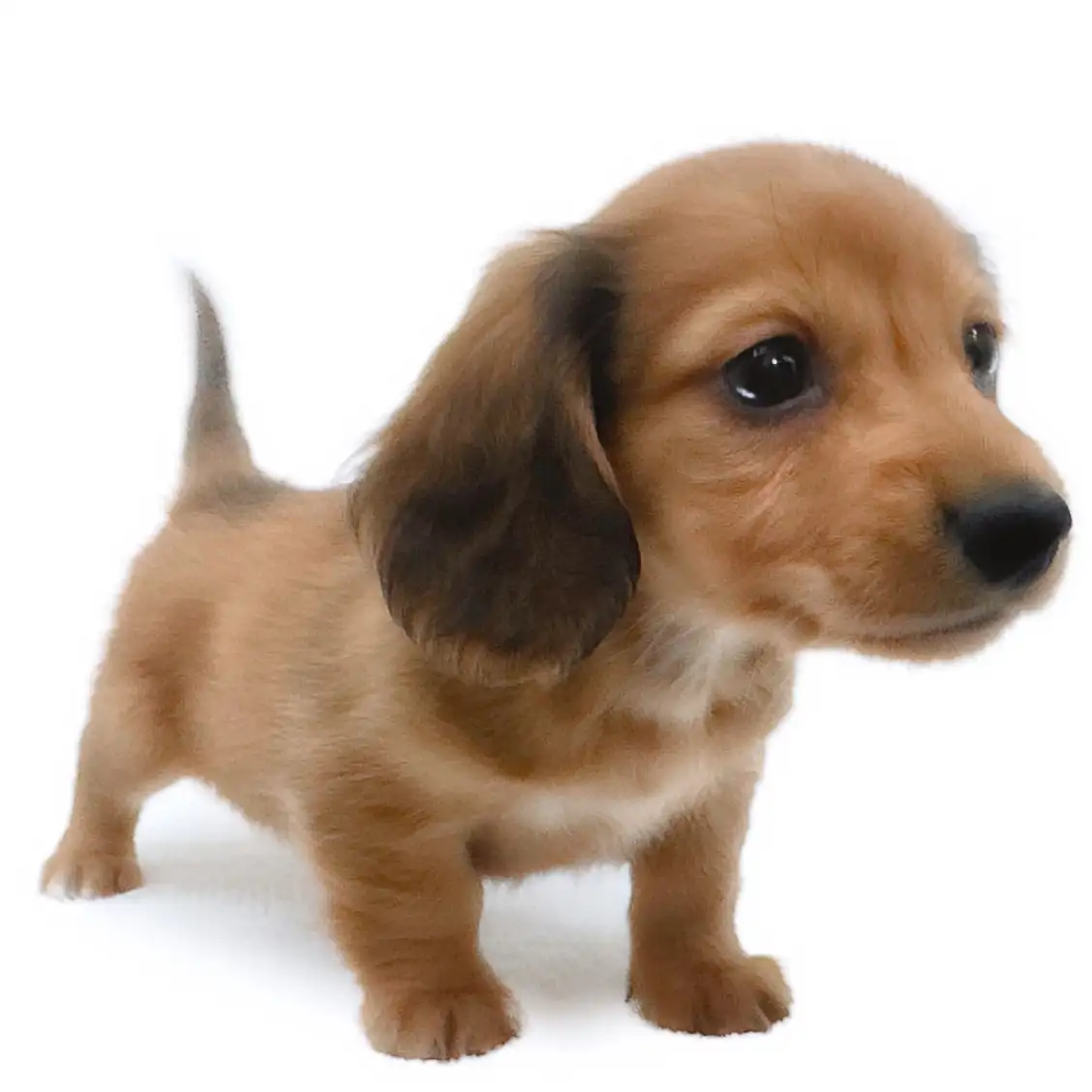 カニンヘン・ダックスフント