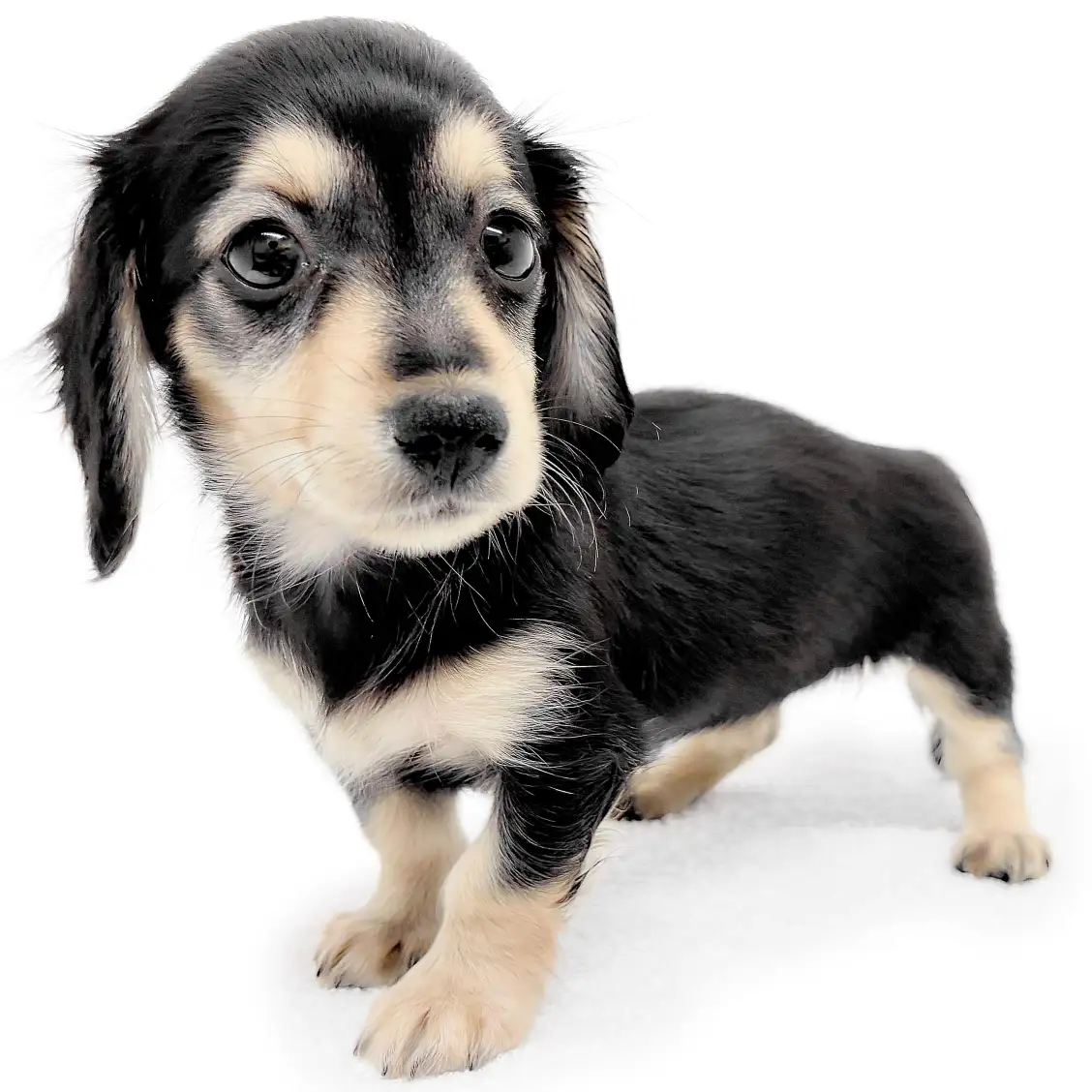 ミニチュア・ダックスフント | ペットショップ マルワン 小さめ子犬
