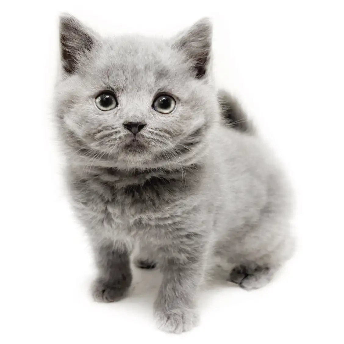 ブリティッシュロングヘア