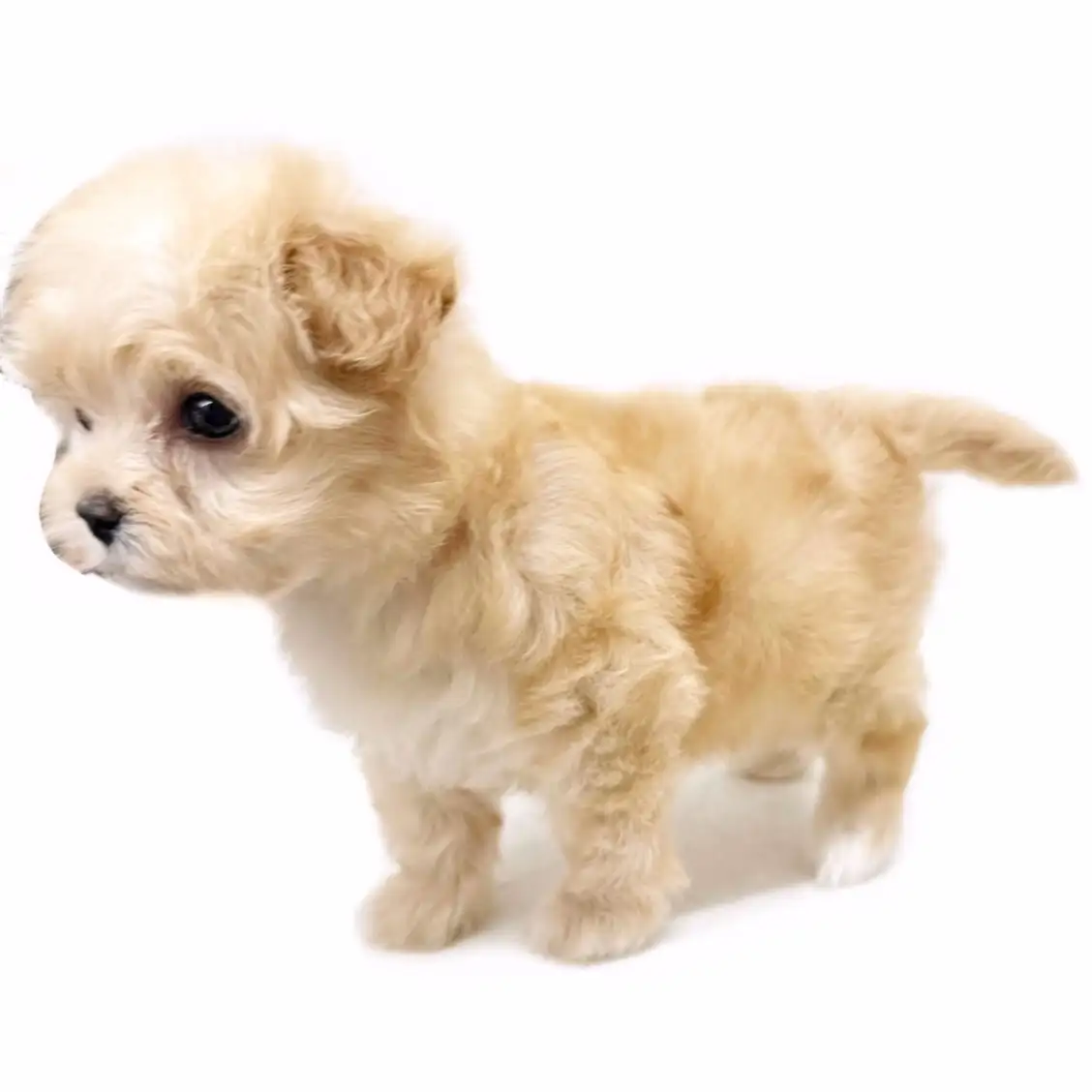 MIX（マルチーズ×トイプードル）