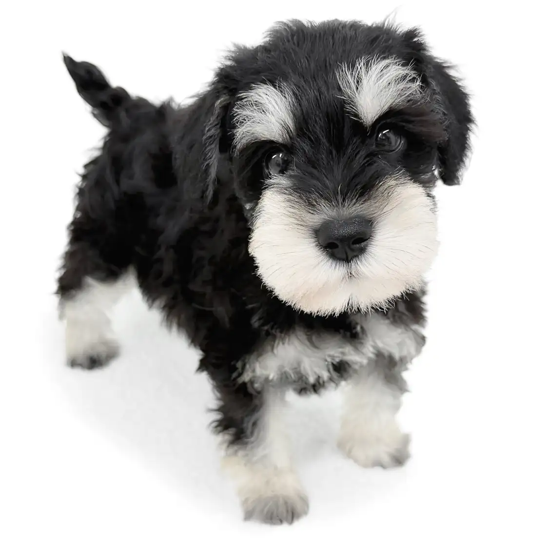 ミニチュア・シュナウザー