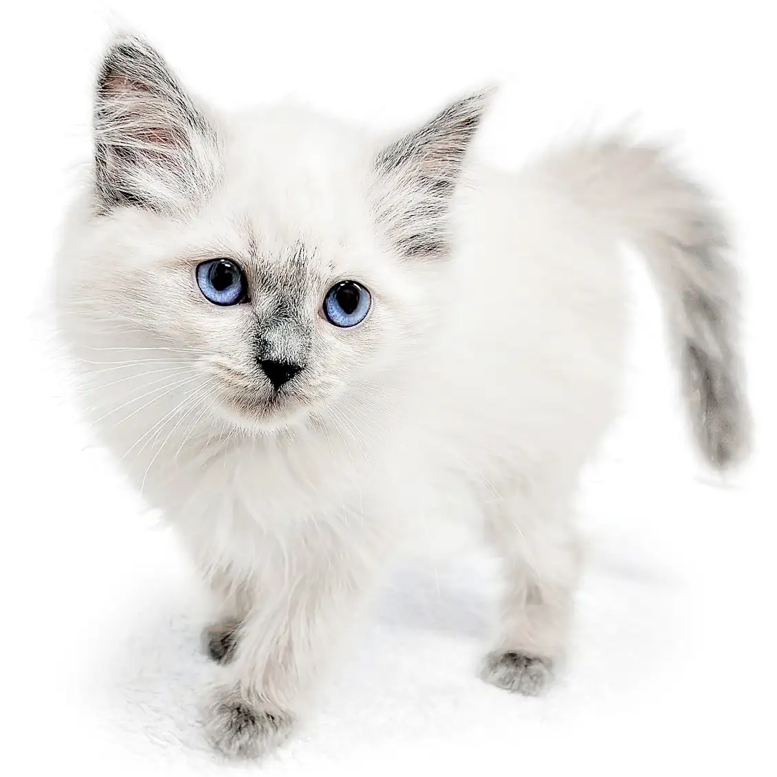 ネヴァマスカレード