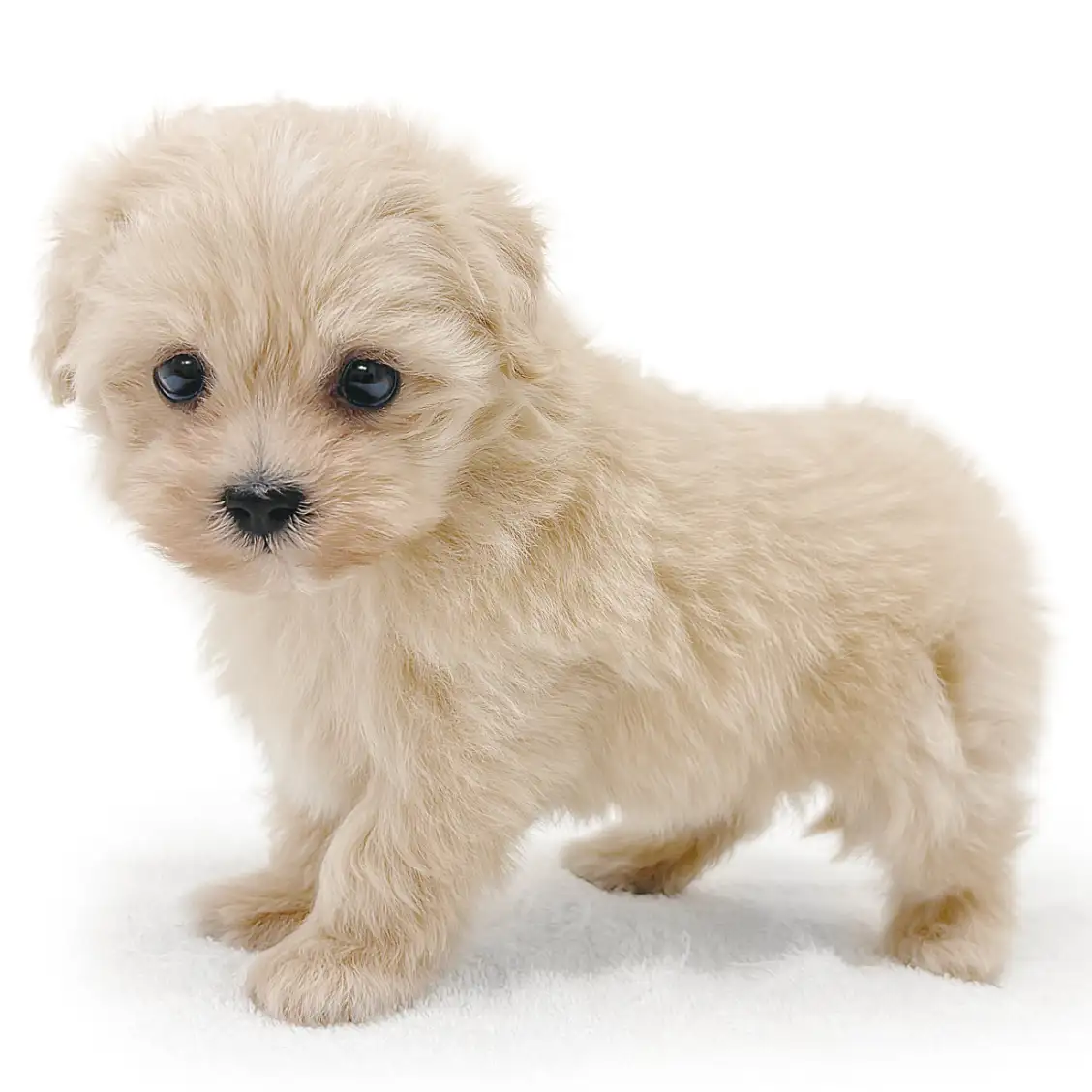 MIX（マルチーズ×トイプードル）