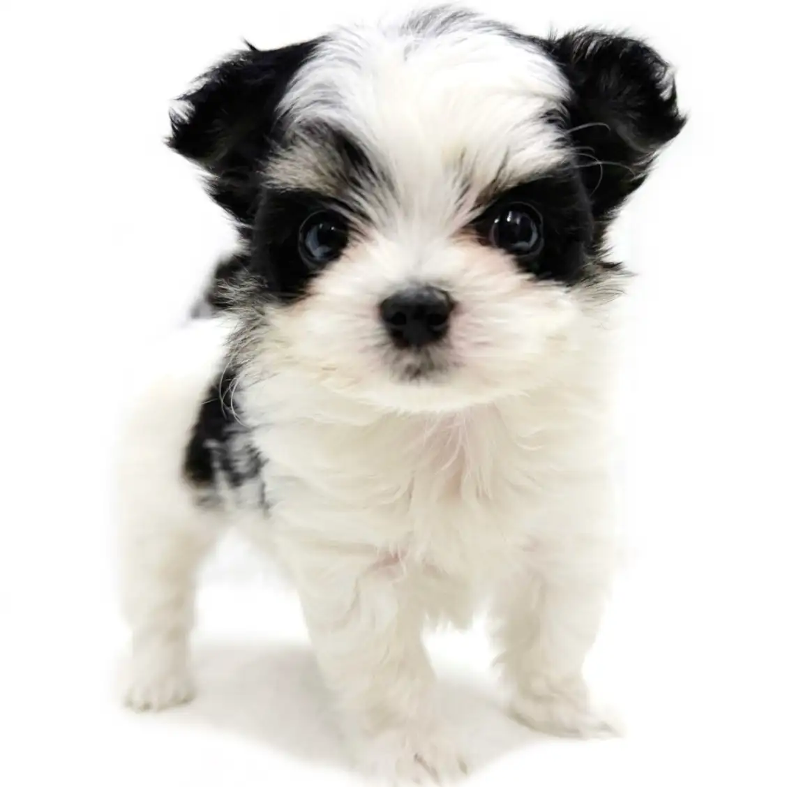 MIX（チワワ×マルチーズ）