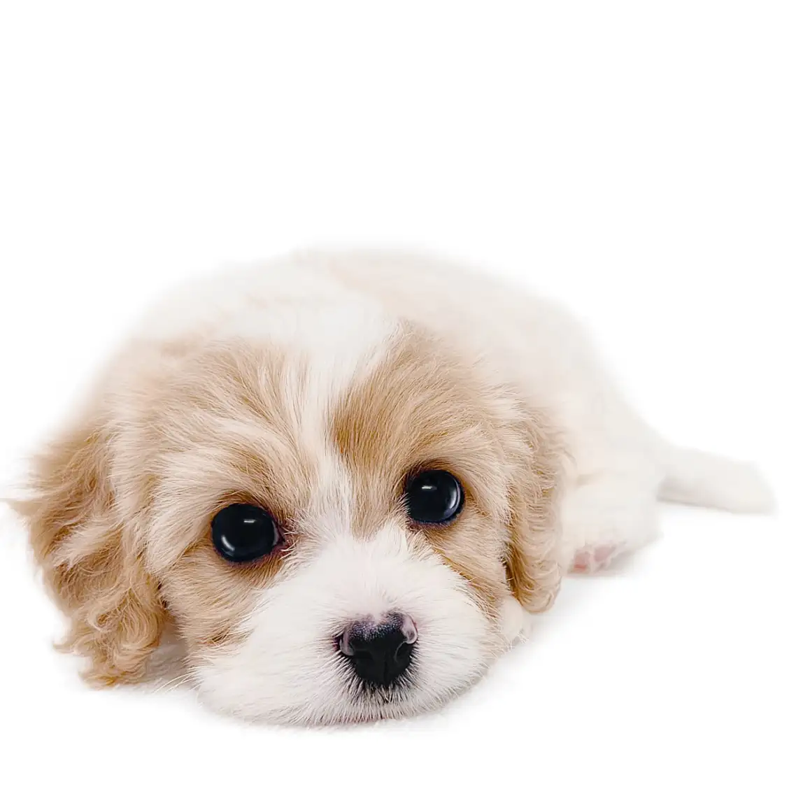 MIX（キャバリアキングチャールズスパニエル×ビションフリーゼ）