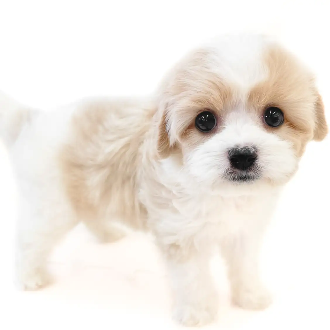 MIX（キャバリアキングチャールズスパニエル×ビションフリーゼ）