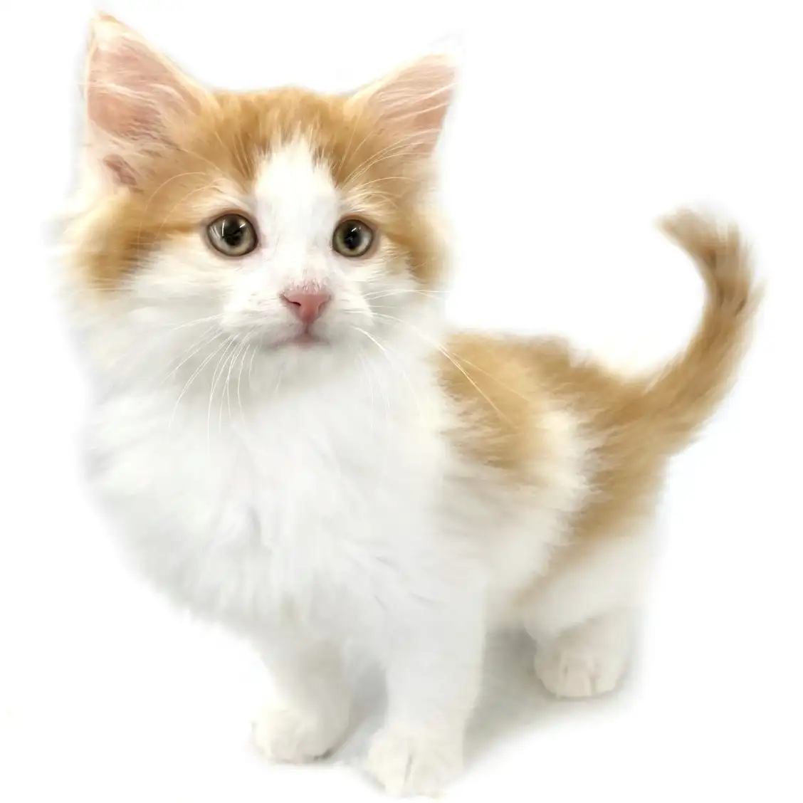 ノルウェージャンフォレストキャット