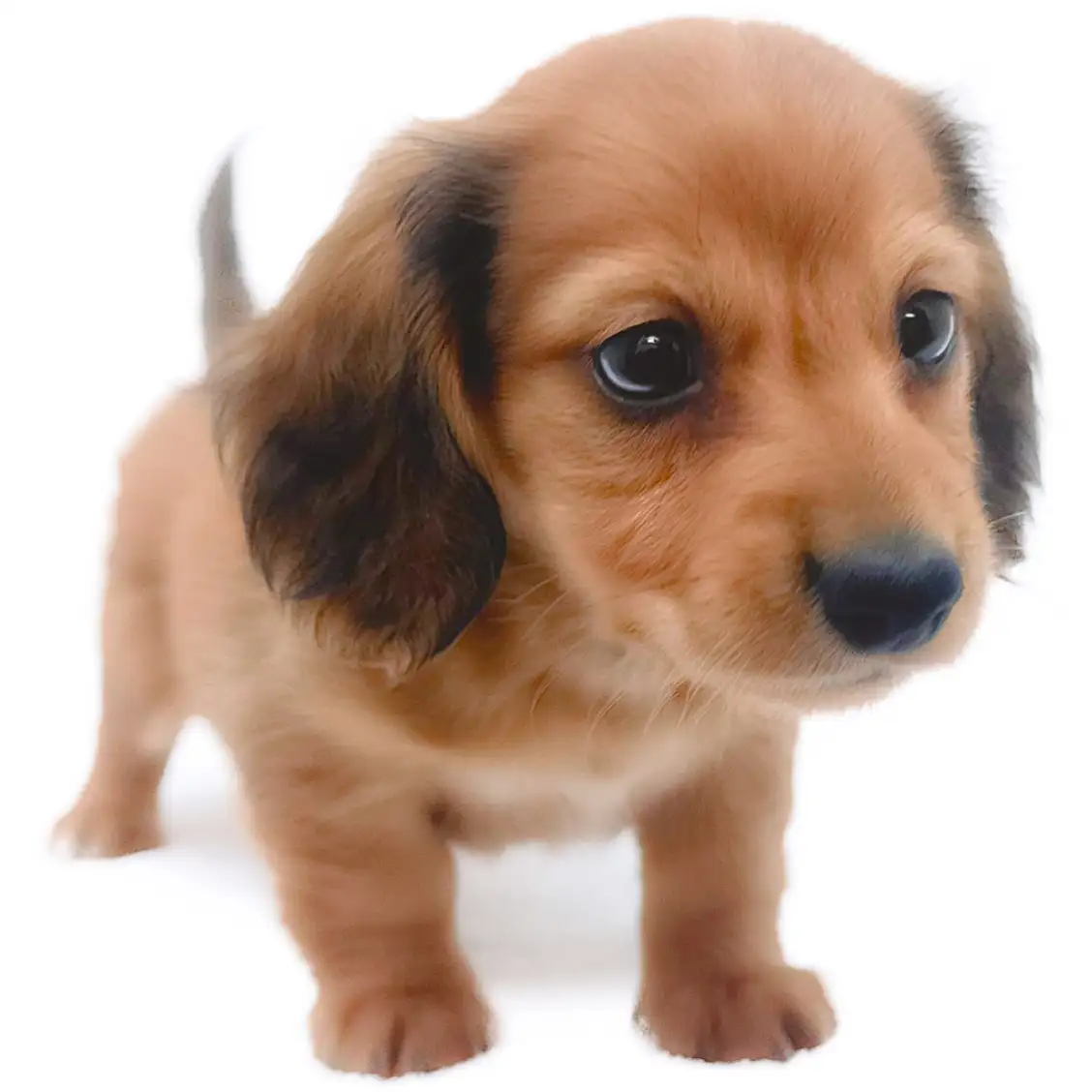 カニンヘン・ダックスフント