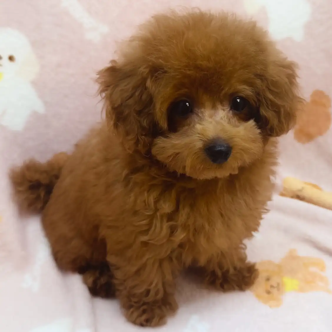 トイ・プードル