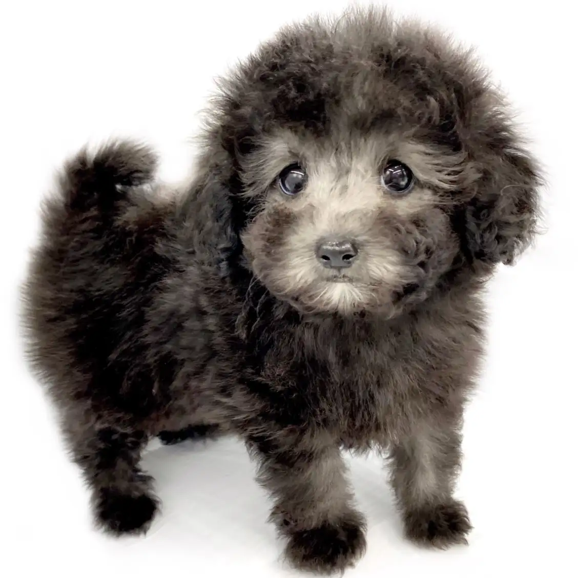 トイ・プードル