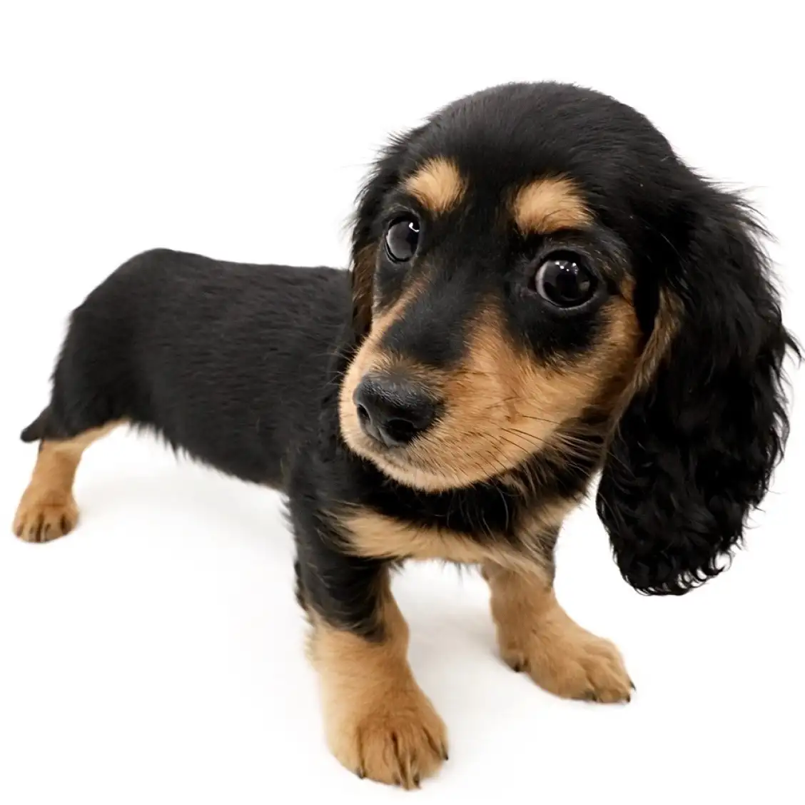 ミニチュア・ダックスフント