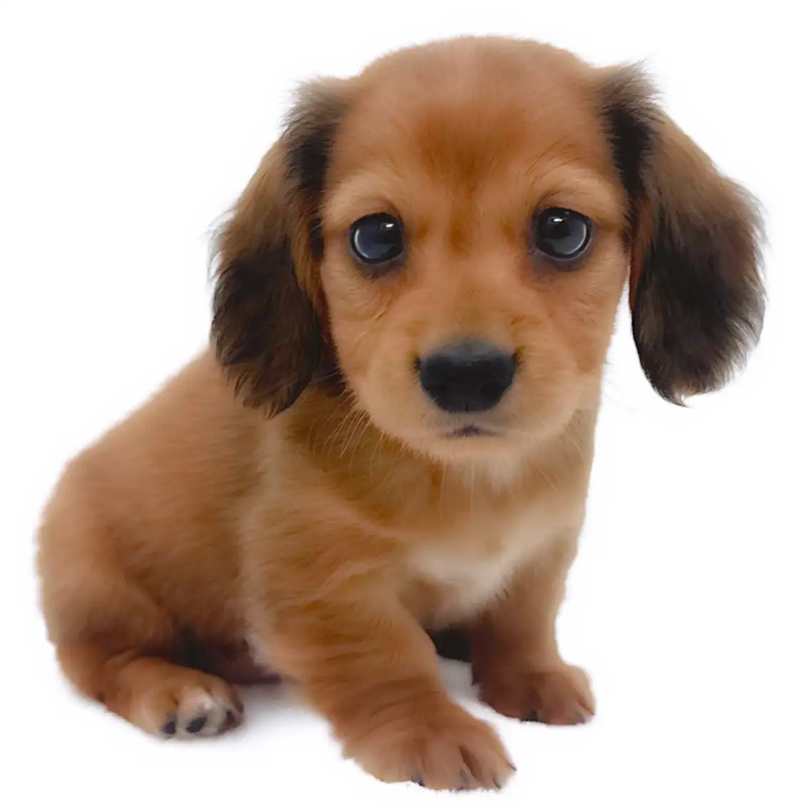 カニンヘン・ダックスフント