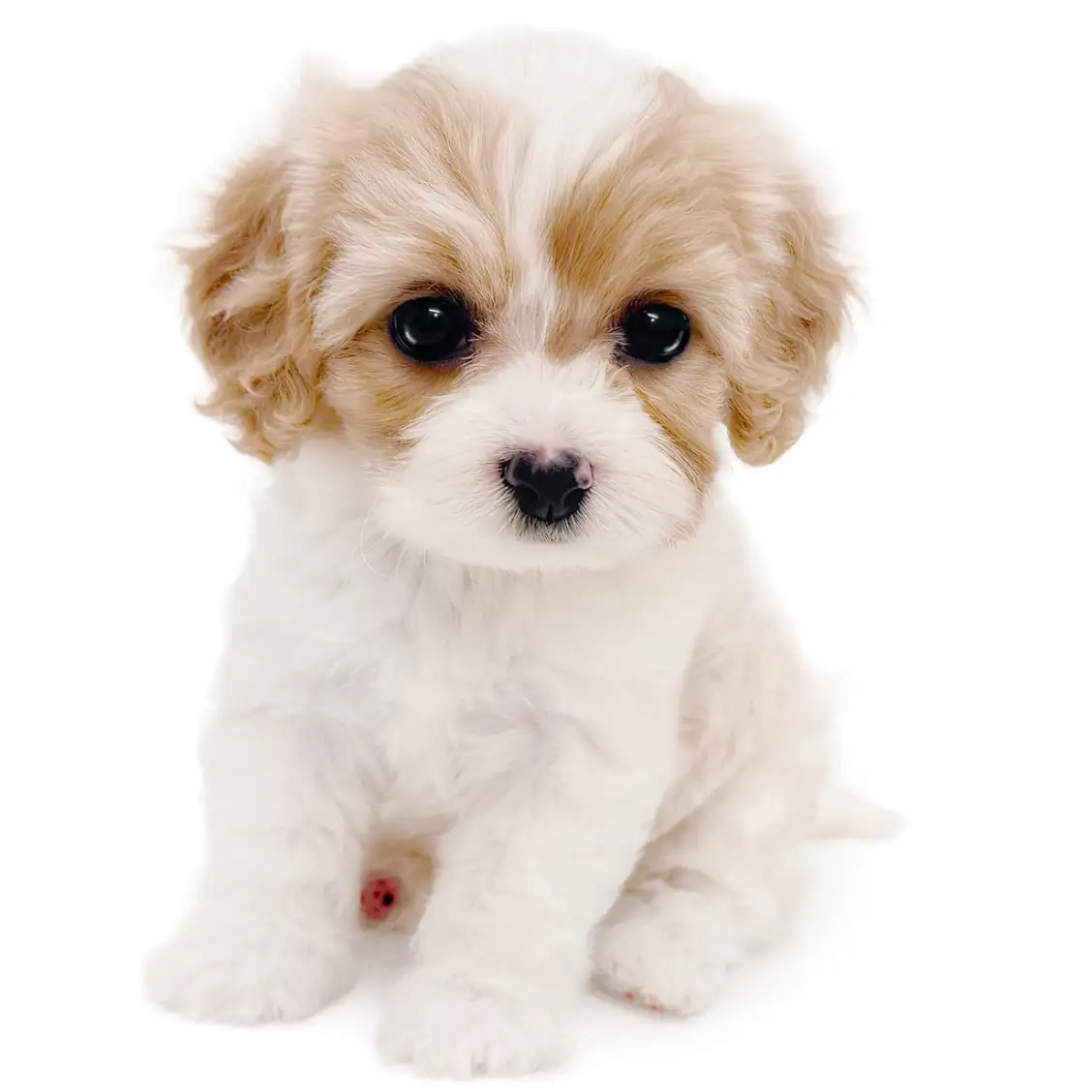 MIX（キャバリアキングチャールズスパニエル×ビションフリーゼ）