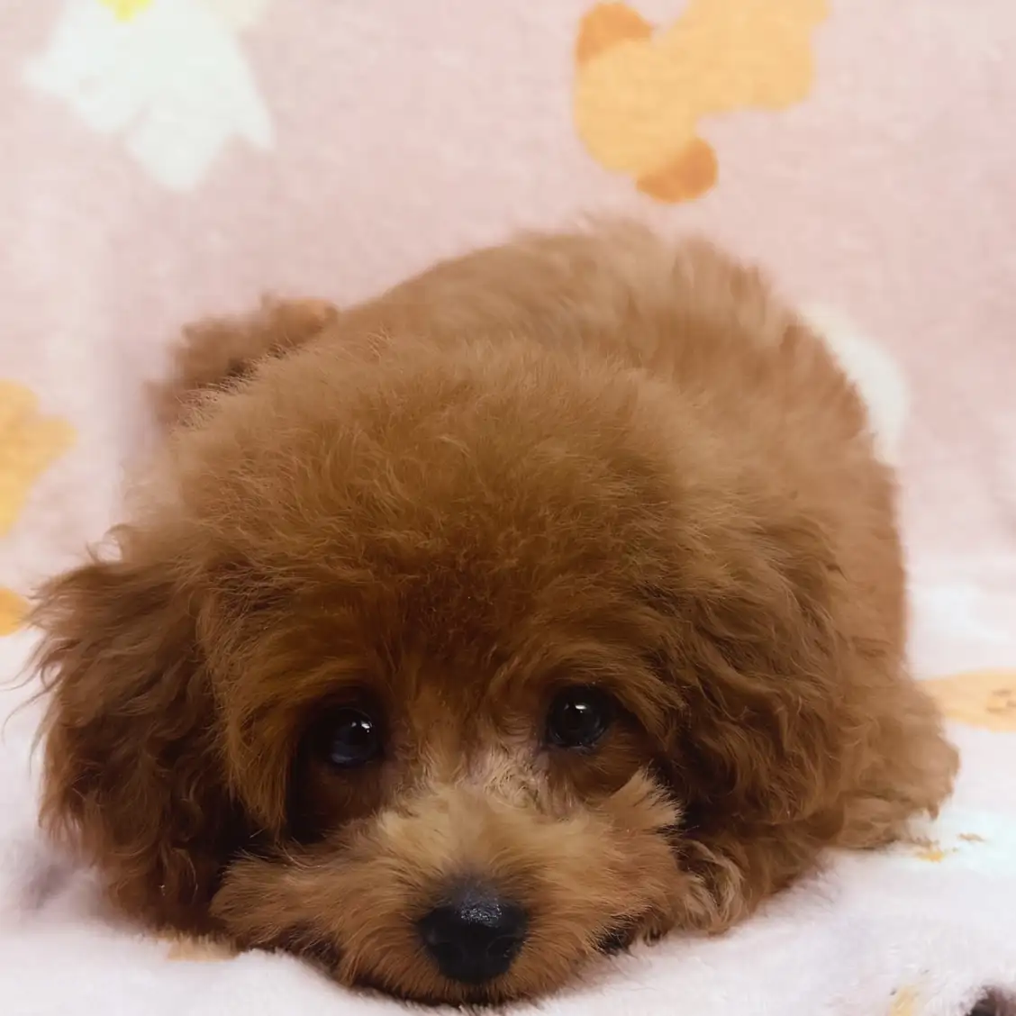 トイ・プードル