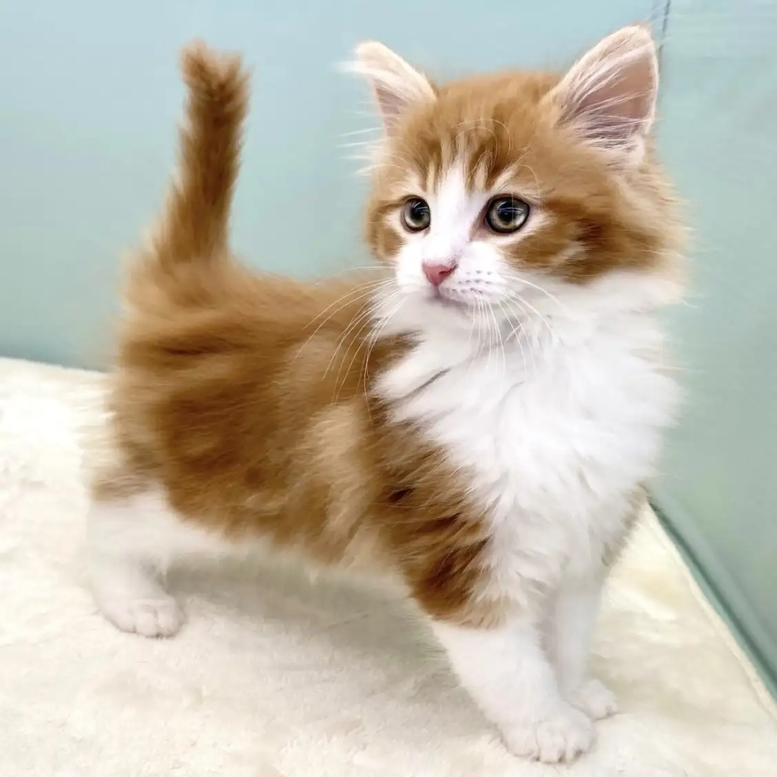 ノルウェージャンフォレストキャット