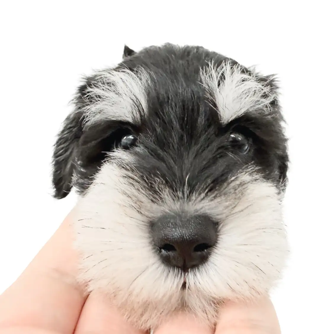 ミニチュア・シュナウザー