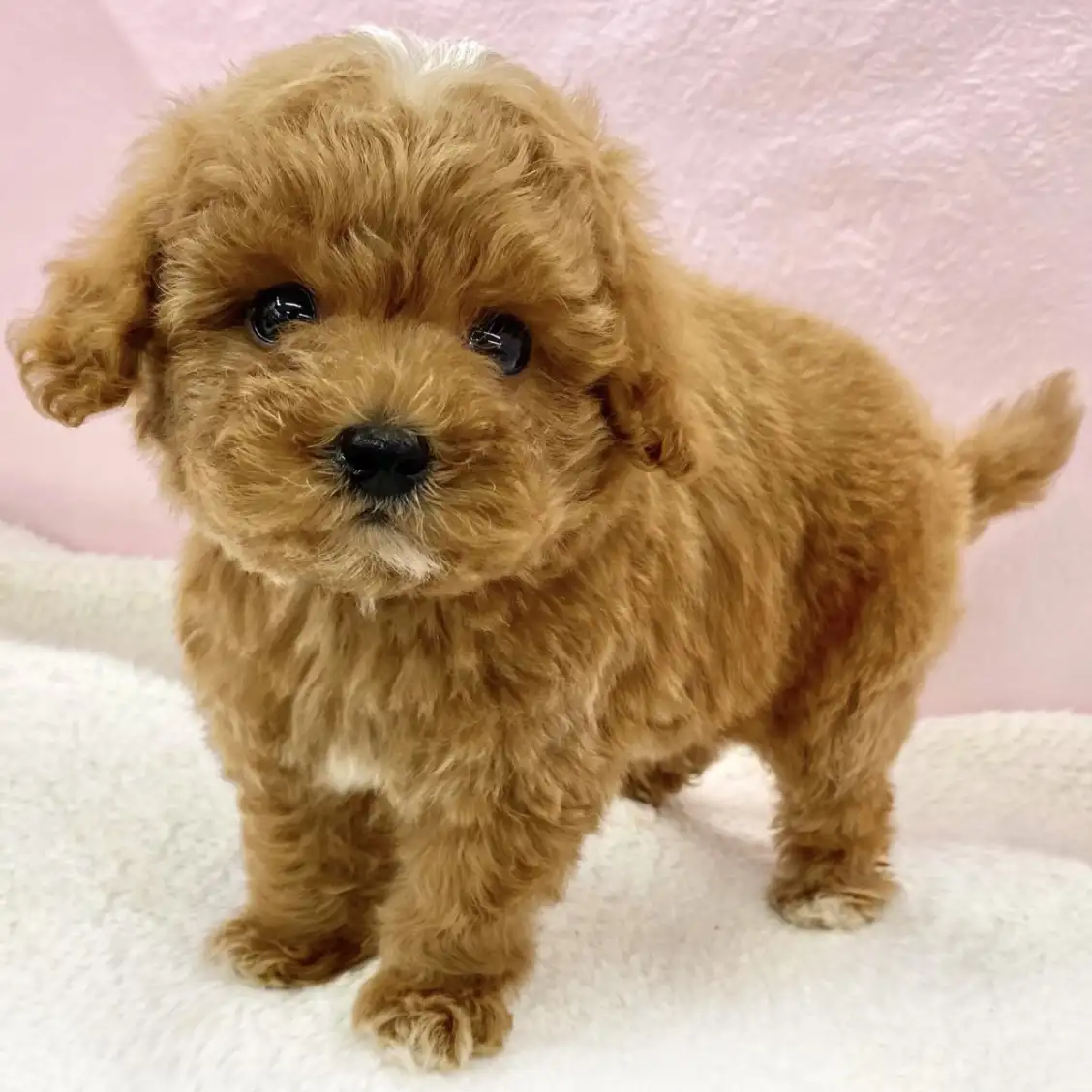 トイ・プードル | ペットショップ マルワン 小さめ子犬 美形な子猫