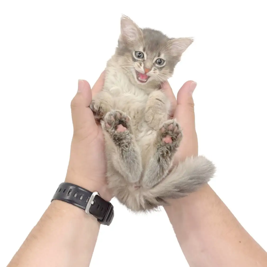 ソマリ