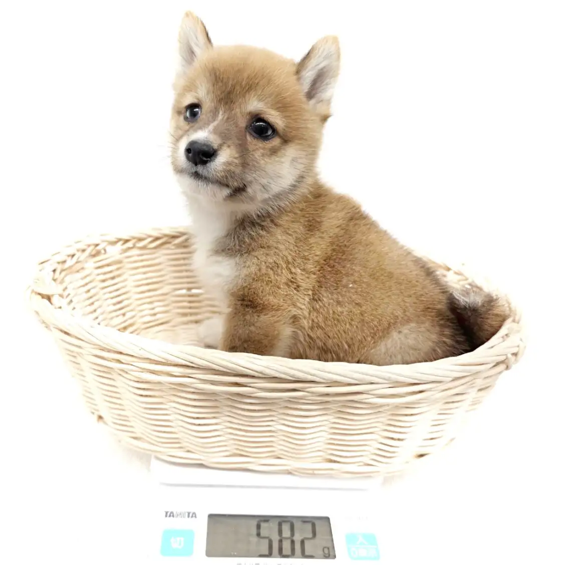 豆柴