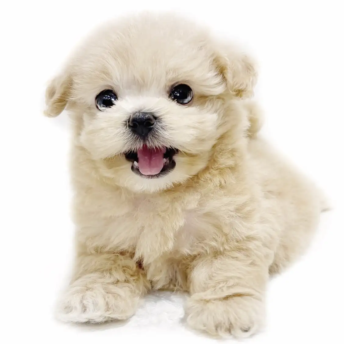 MIX（マルチーズ×トイプードル）