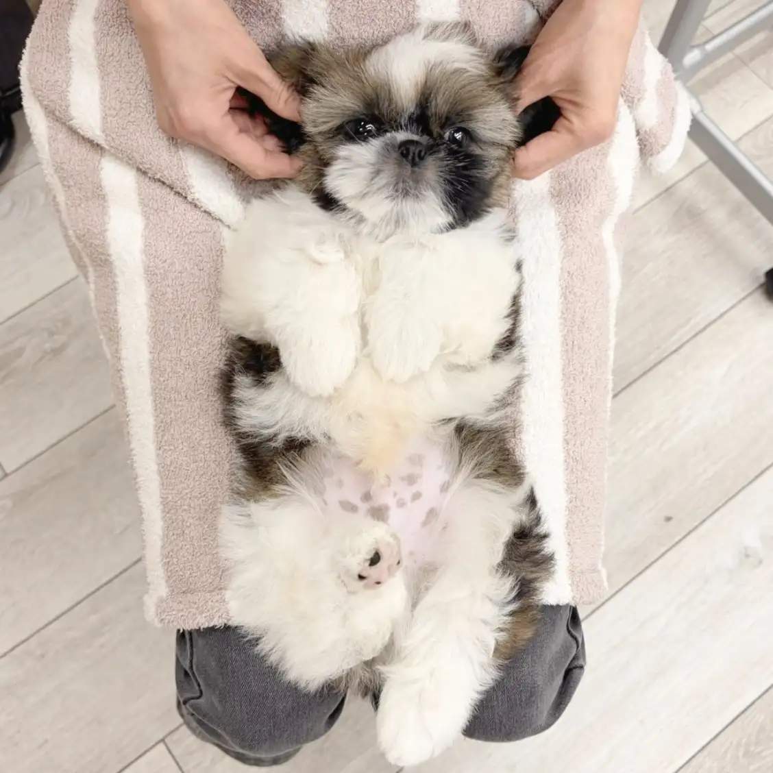 シーズー