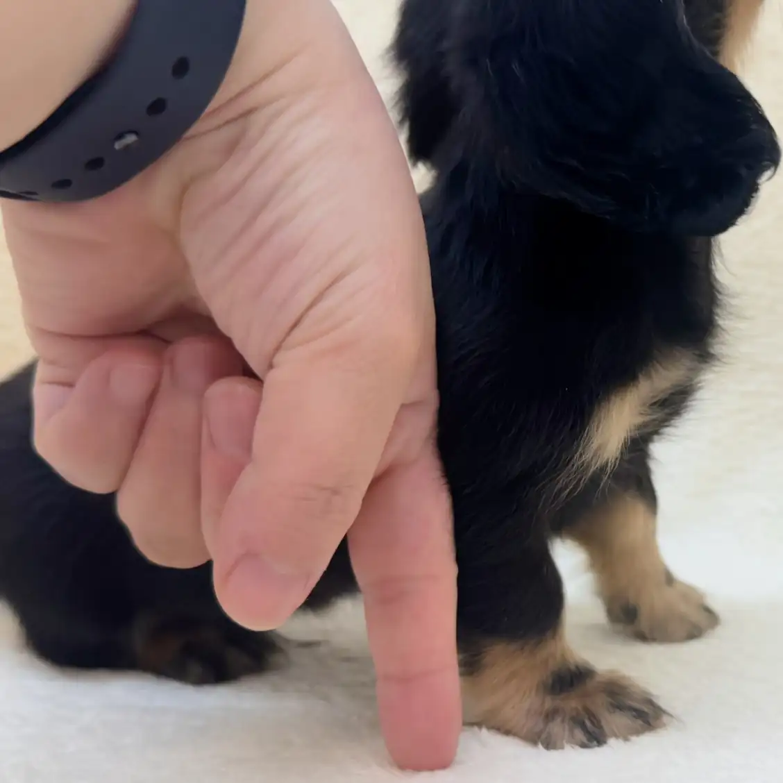 ミニチュア・ダックスフント