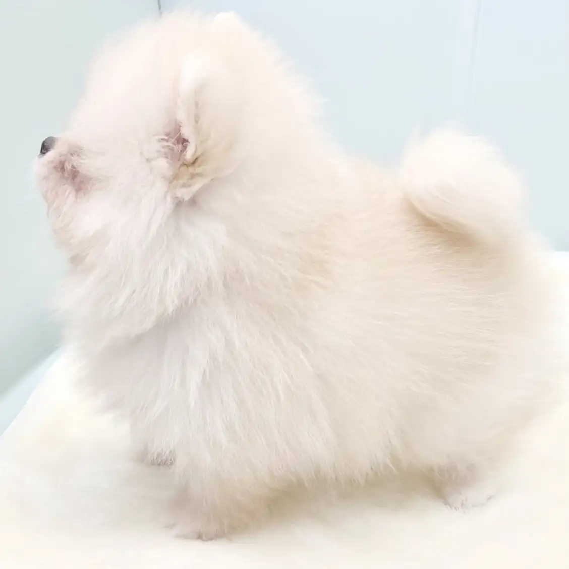 ポメラニアン