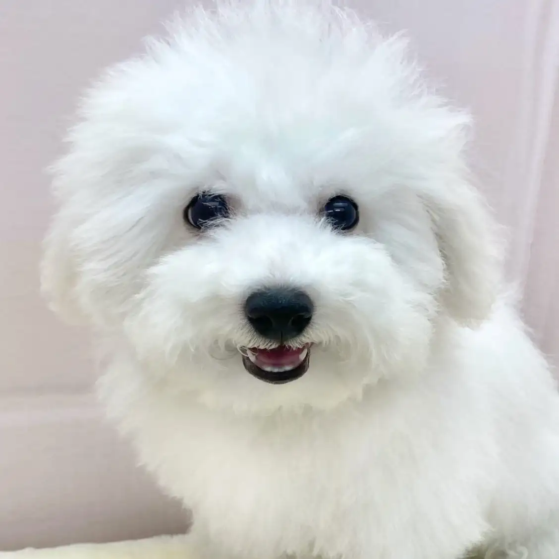 ビションフリーゼ