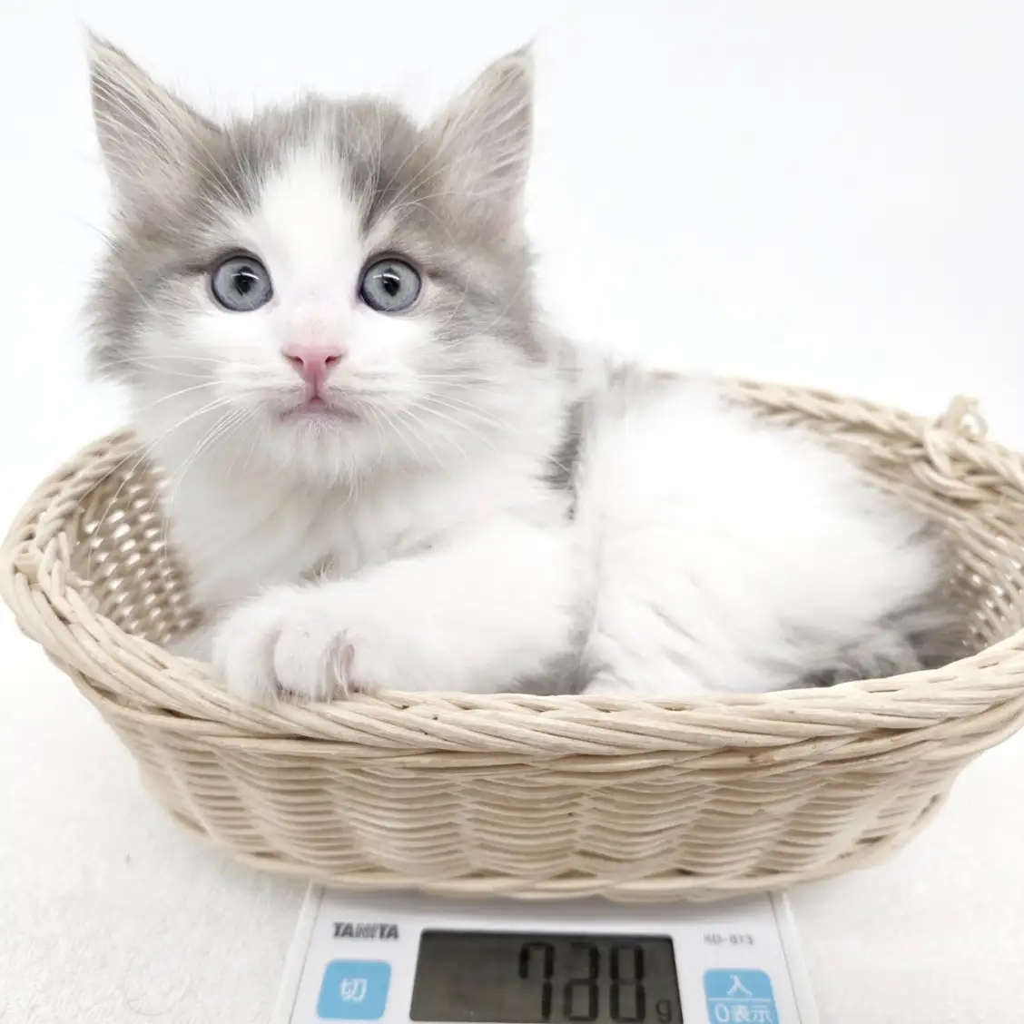 ノルウェージャンフォレストキャット