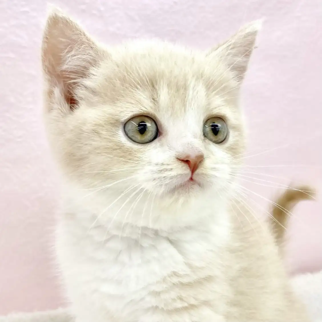 ブリティッシュショートヘア