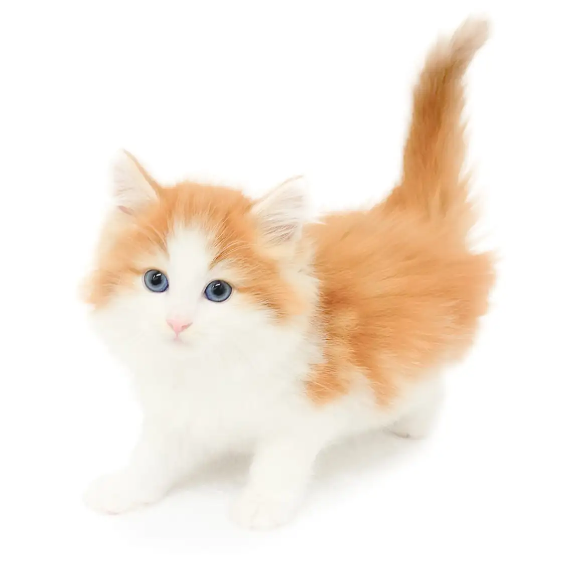 ノルウェージャンフォレストキャット
