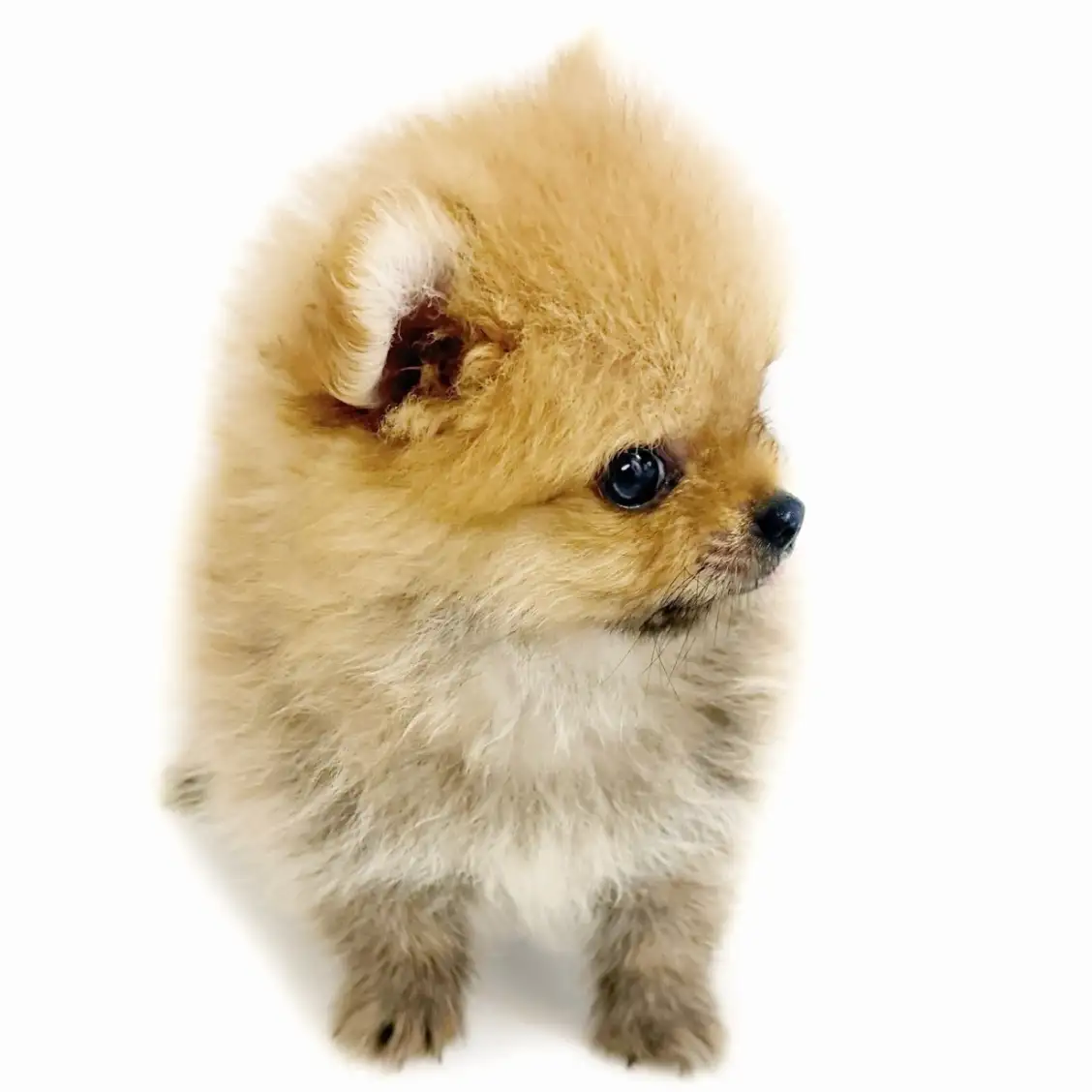 ポメラニアン | ペットショップ マルワン 小さめ子犬 美形な子猫