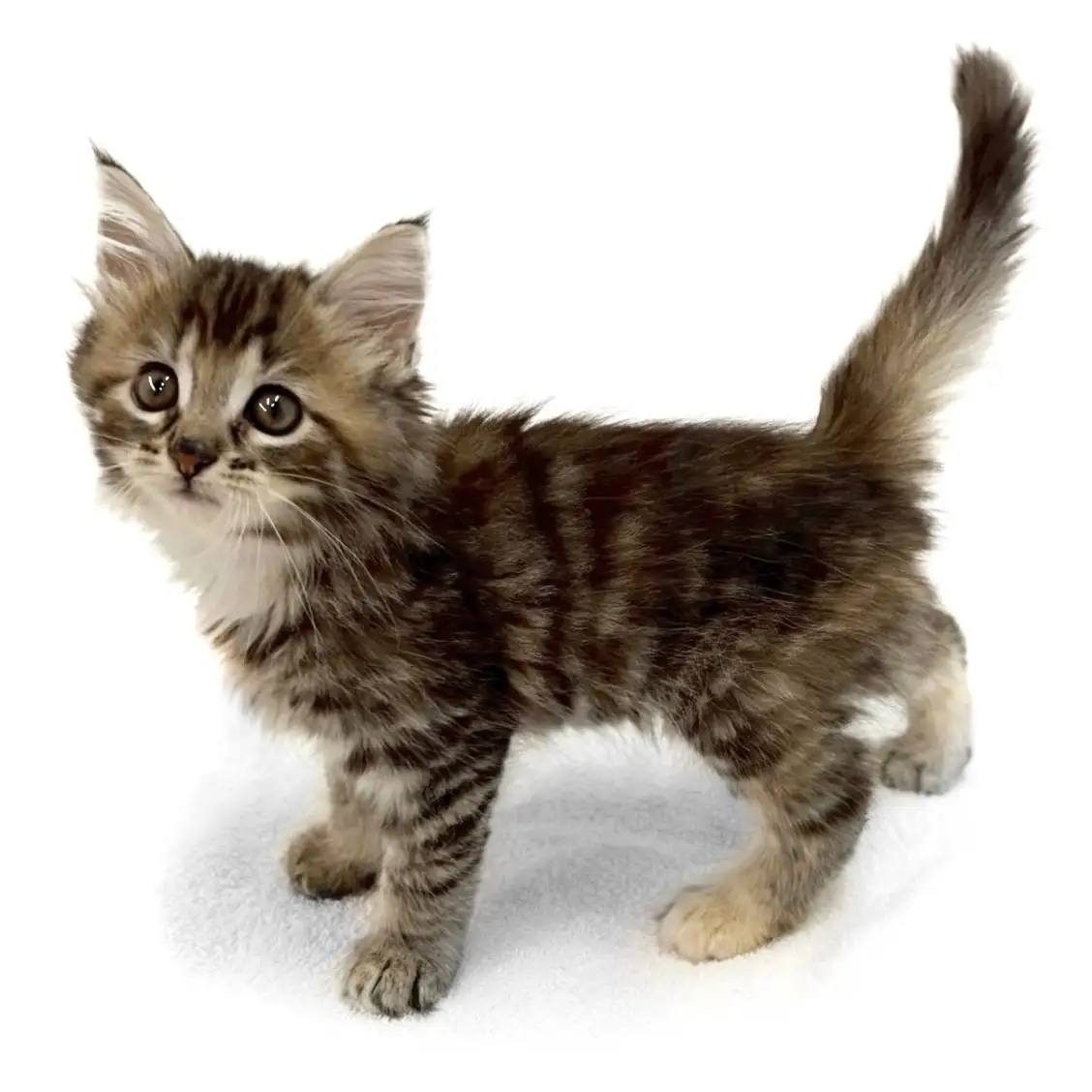 ノルウェージャンフォレストキャット