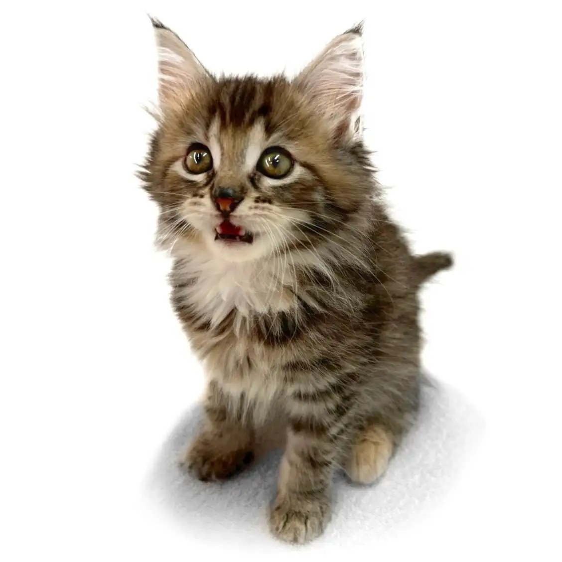 ノルウェージャンフォレストキャット