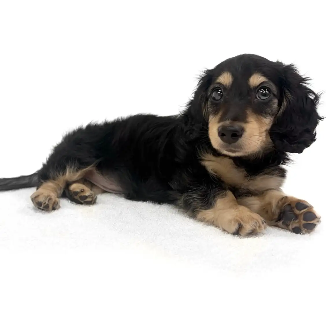 ミニチュア・ダックスフント | ペットショップ マルワン 小さめ子犬