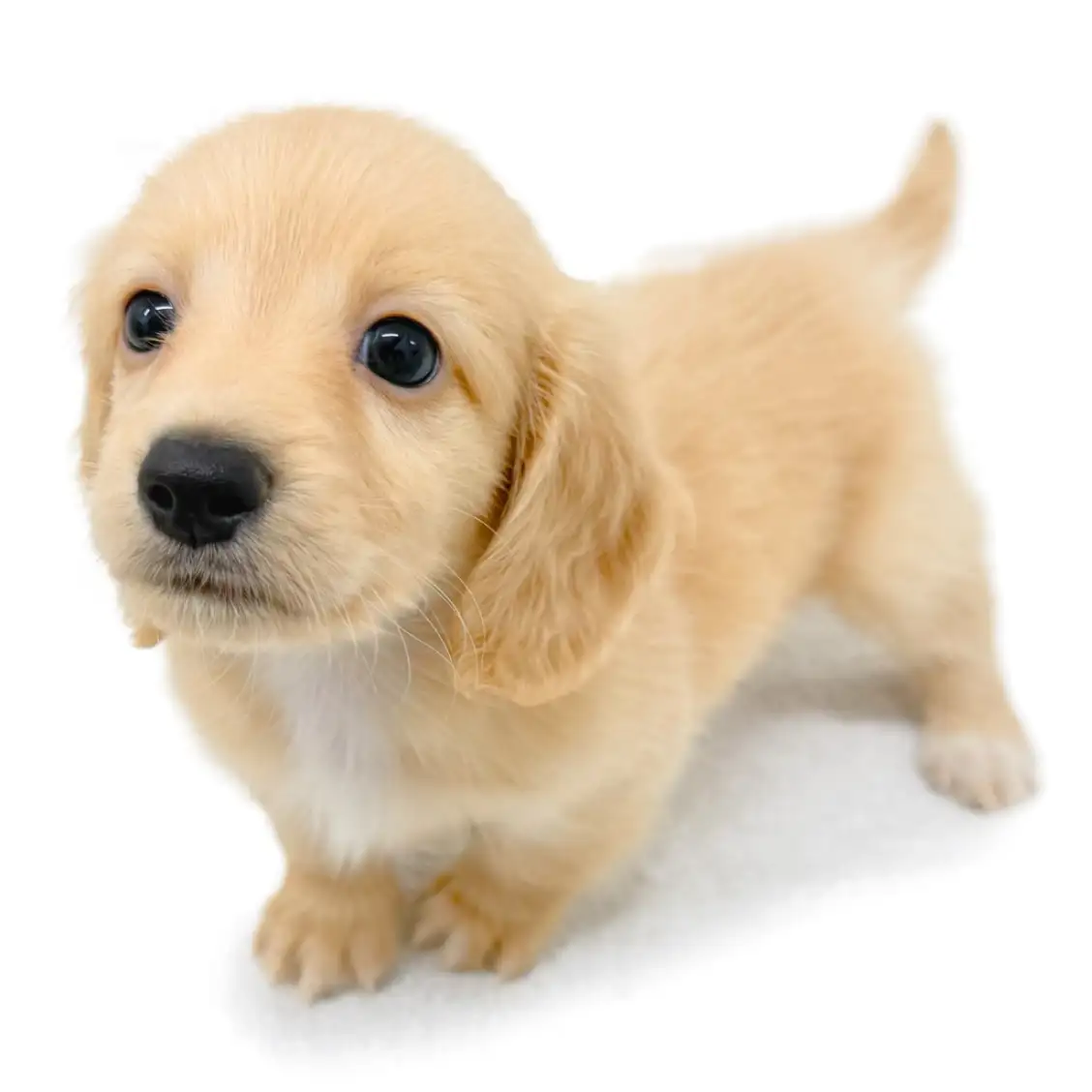 ミニチュア・ダックスフント | ペットショップ マルワン 小さめ子犬