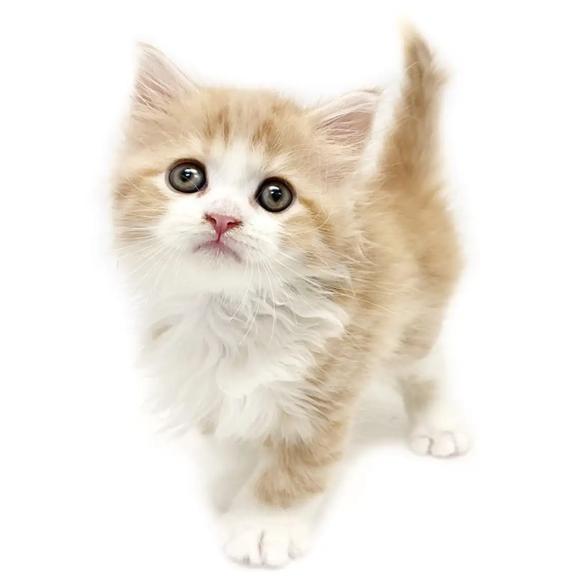 ノルウェージャンフォレストキャット