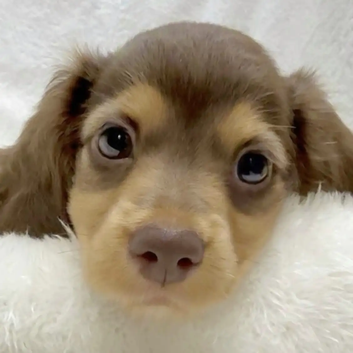 ミニチュア・ダックスフント | ペットショップ マルワン 小さめ子犬