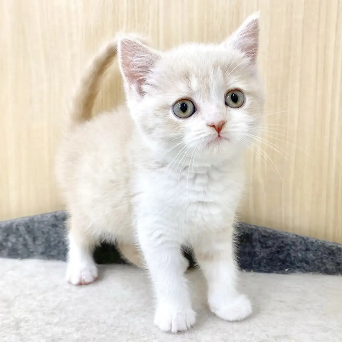 ブリティッシュショートヘア | ペットショップ マルワン 小さめ子犬