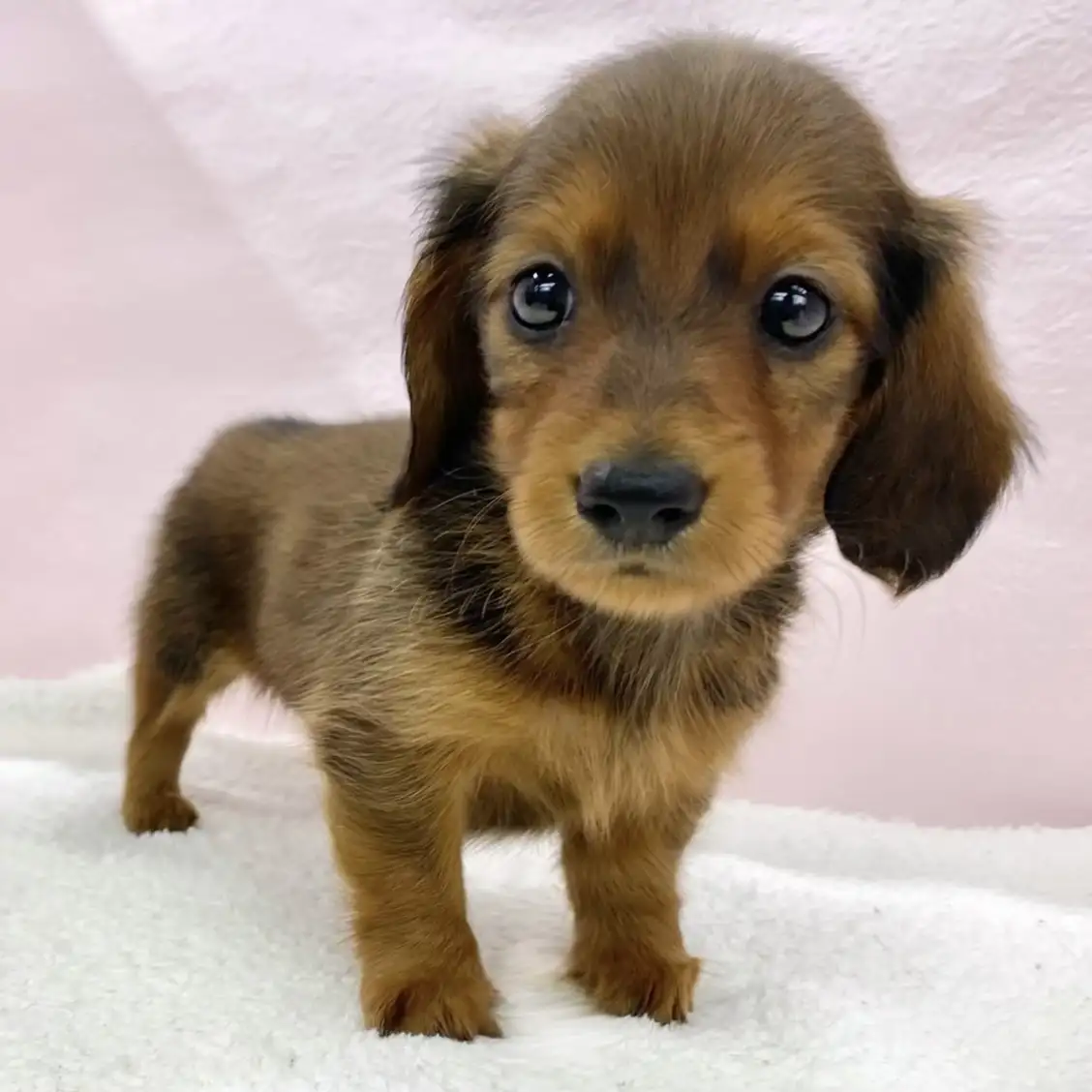 ミニチュア・ダックスフント | ペットショップ マルワン 小さめ子犬
