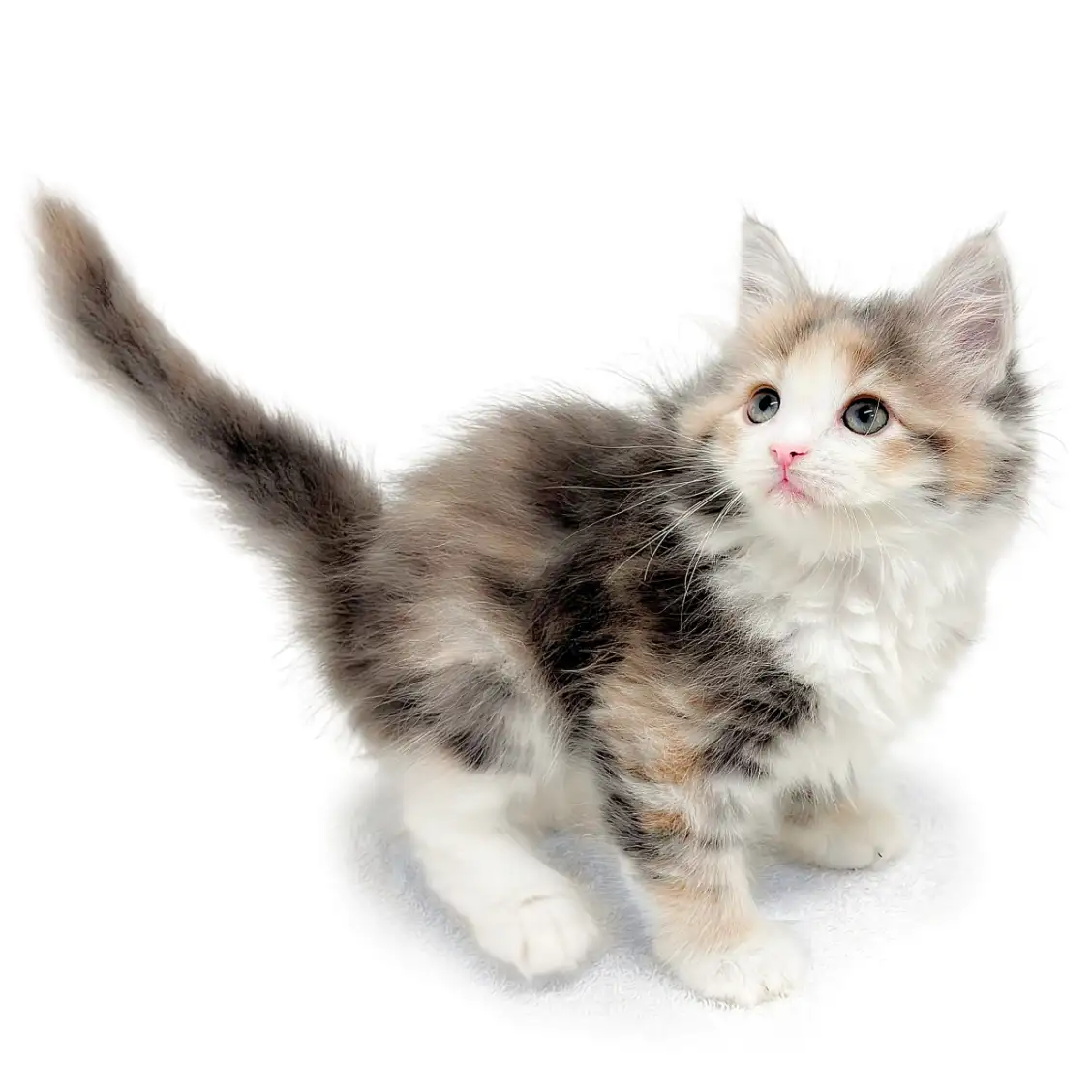 ノルウェージャンフォレストキャット
