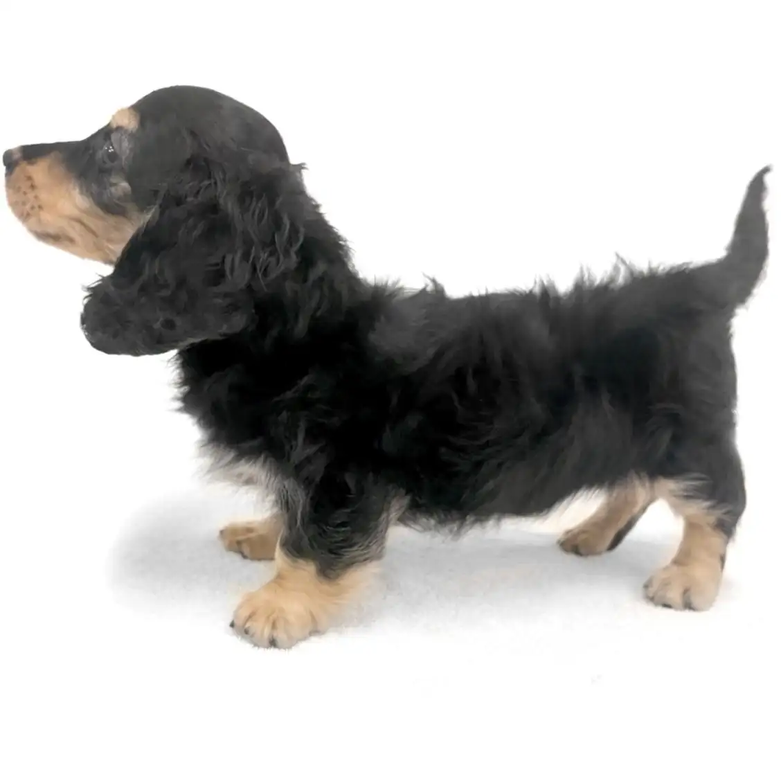 ミニチュア・ダックスフント | ペットショップ マルワン 小さめ子犬