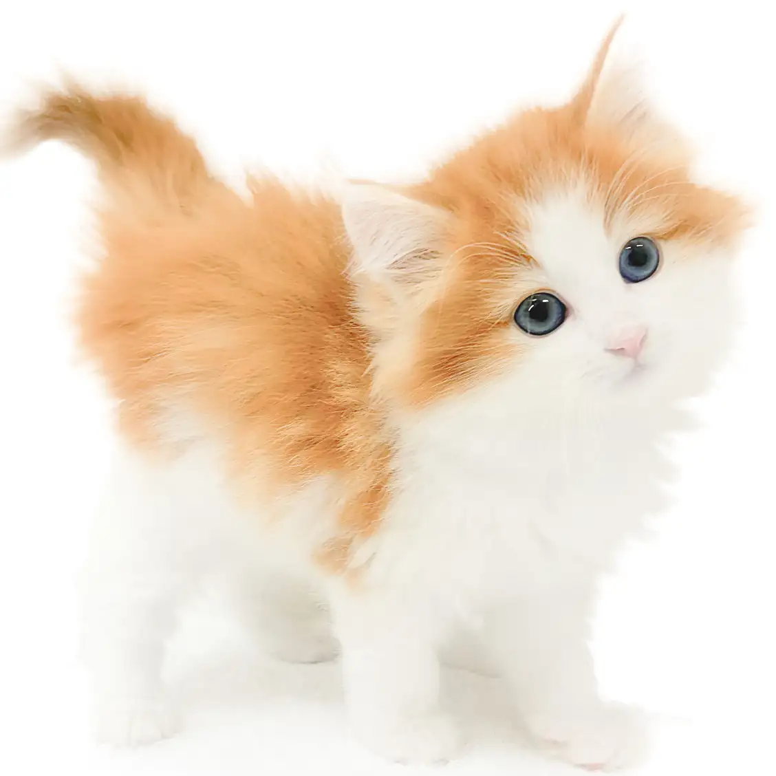ノルウェージャンフォレストキャット