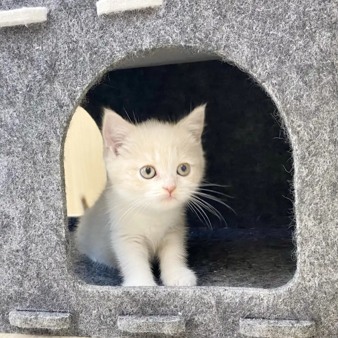 ブリティッシュショートヘア | ペットショップ マルワン 小さめ子犬