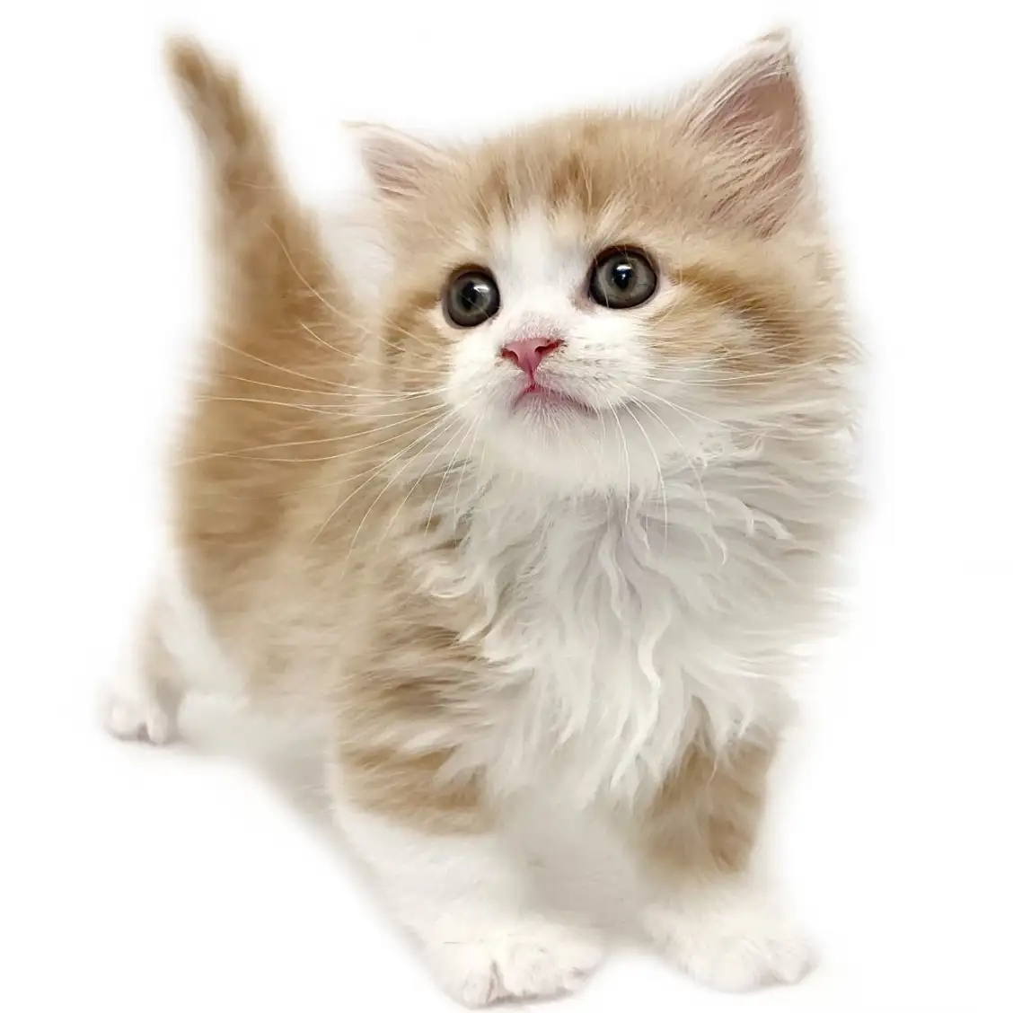 ノルウェージャンフォレストキャット