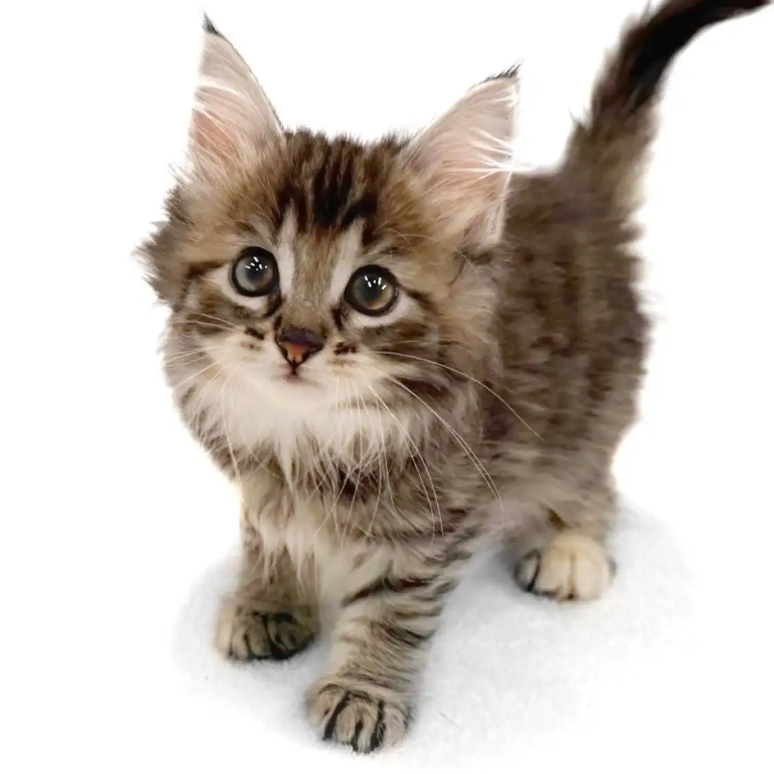 ノルウェージャンフォレストキャット